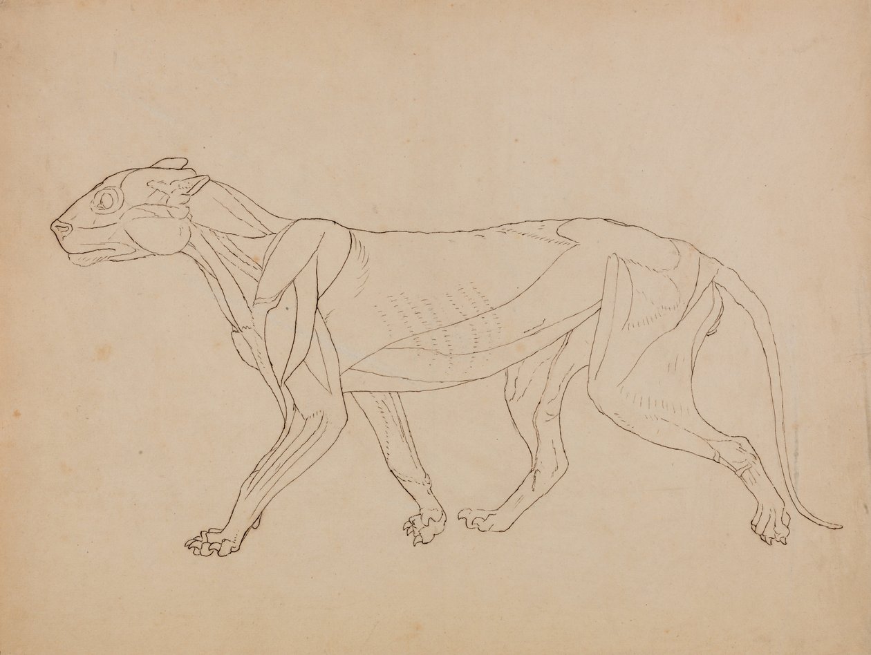 Uma exposição anatómica comparativa da estrutura do corpo humano com a de um tigre e de uma ave comum:  Corpo de Tigre, Vista Lateral (Provavelmente feito como base para uma figura-chave) de George Stubbs
