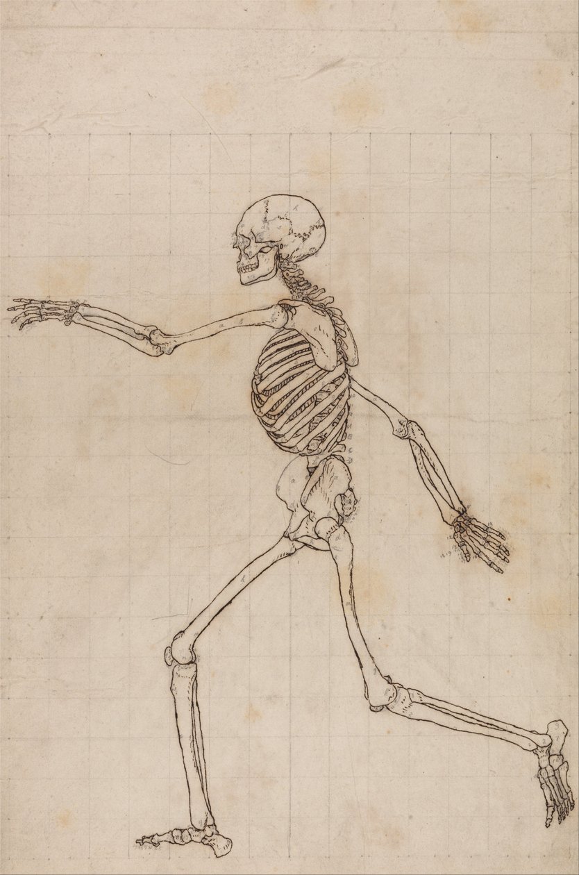 Uma exposição anatómica comparativa da estrutura do corpo humano com a de um tigre e de uma ave comum: Esqueleto Humano, Vista Lateral de George Stubbs