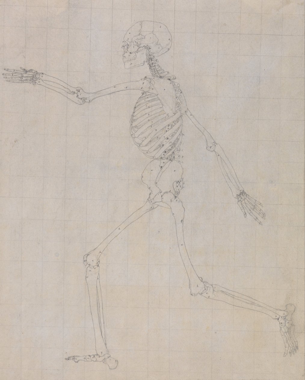 Uma exposição anatómica comparativa da estrutura do corpo humano com a de um tigre e de uma ave comum: Esqueleto Humano, Vista Lateral (Esboço do esqueleto para o índice da Tabela III) de George Stubbs
