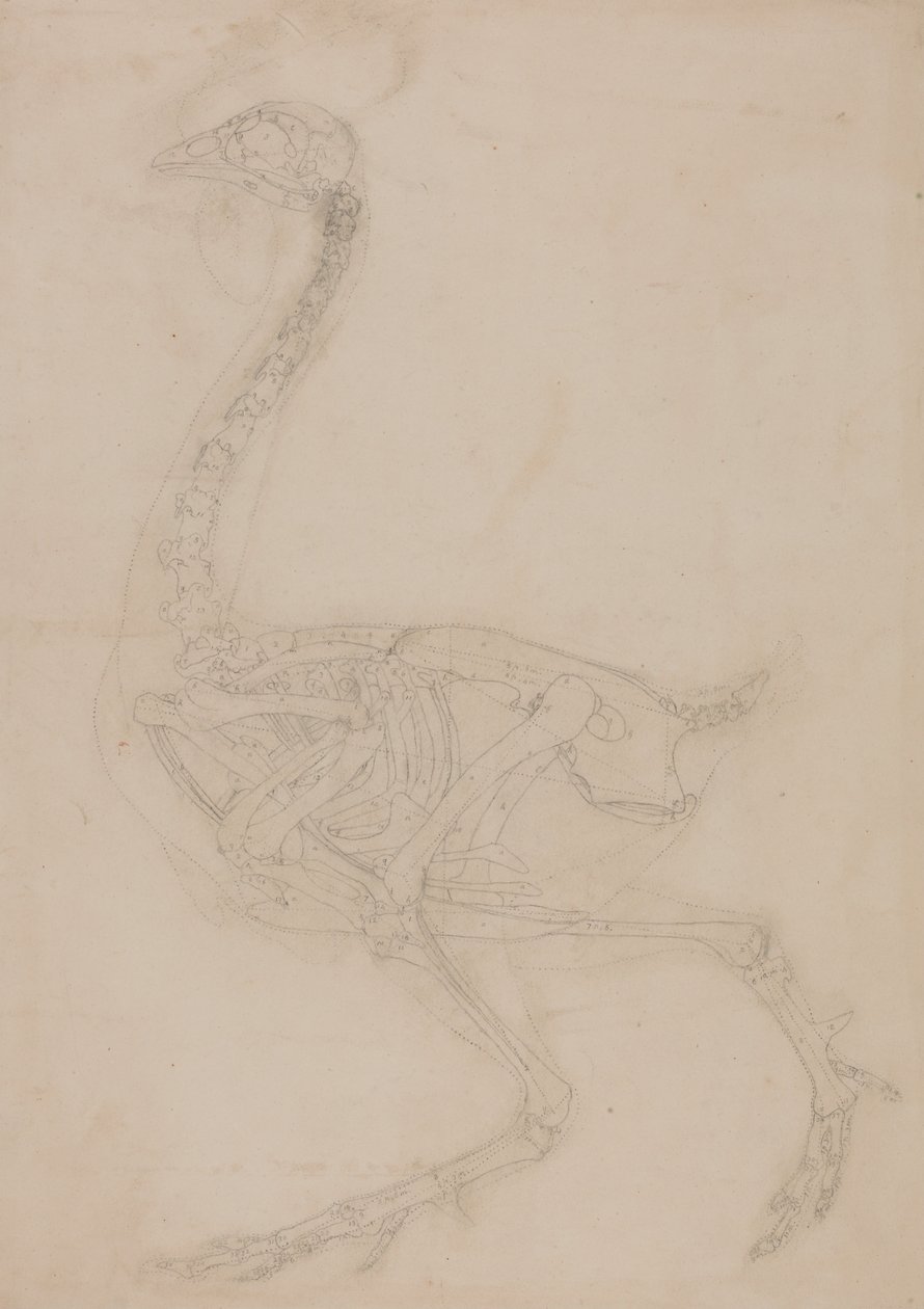 Uma exposição anatómica comparativa da estrutura do corpo humano com a de um tigre e de uma galinha comum:  Esqueleto de galinha, vista lateral de George Stubbs