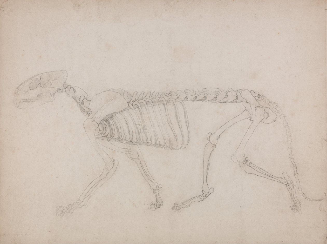 Uma exposição anatómica comparativa da estrutura do corpo humano com a de um tigre e de uma ave comum: Esqueleto de Tigre, Vista Lateral de George Stubbs