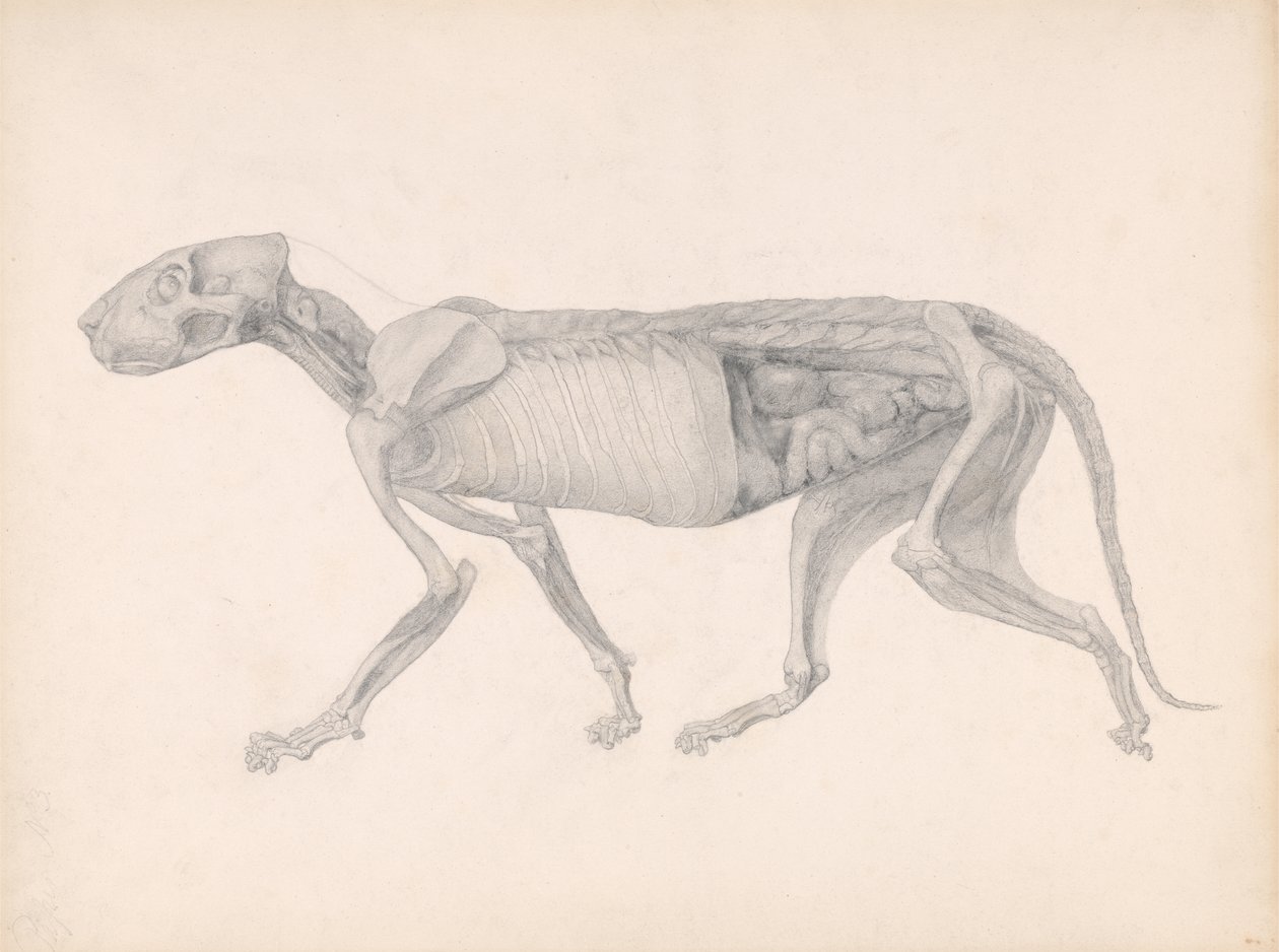 Uma exposição anatômica comparativa da estrutura do corpo humano com a de um tigre e uma ave comum: Tiger Body, Lateral View, 1795-1806 (grafite sobre papel) de George Stubbs