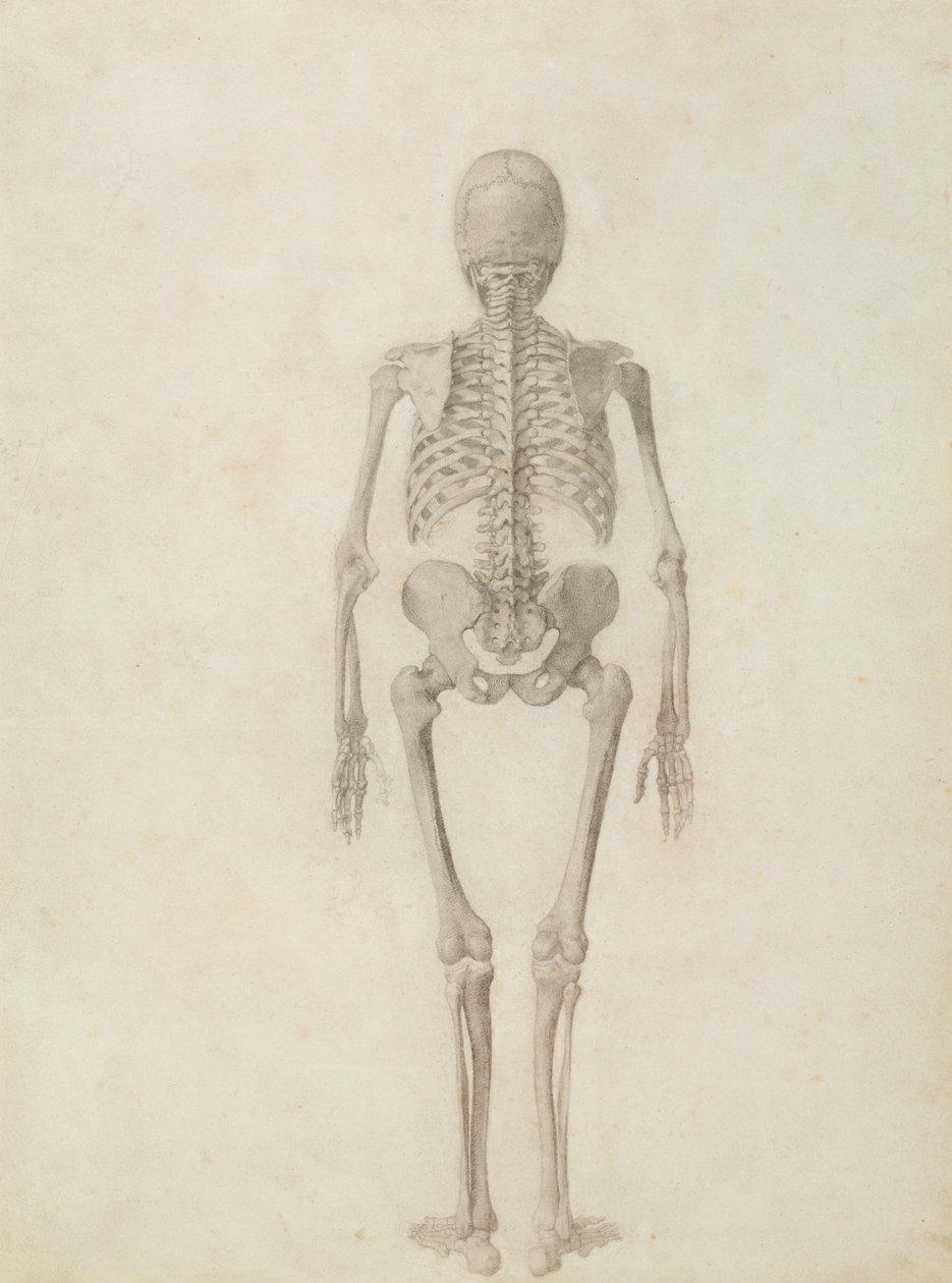 Uma exposição anatômica comparativa da estrutura do corpo humano com a de um tigre e uma ave comum: esqueleto humano, vista posterior de George Stubbs