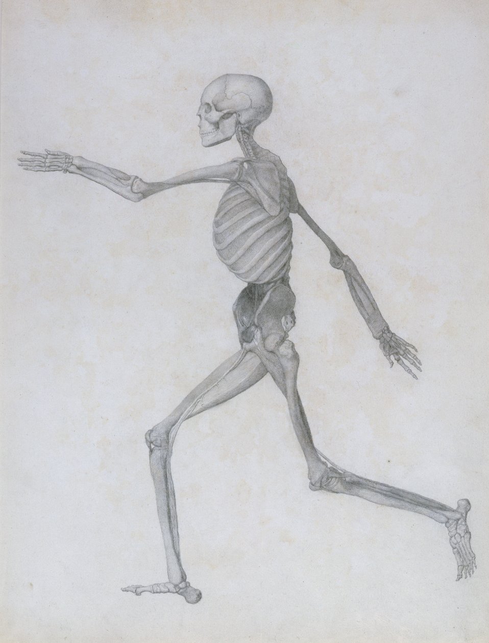 Uma Exposição Anatômica Comparativa da Estrutura do Corpo Humano com a de um Tigre e uma Ave Comum: Figura Humana, Vista Lateral, 1795-1806 de George Stubbs