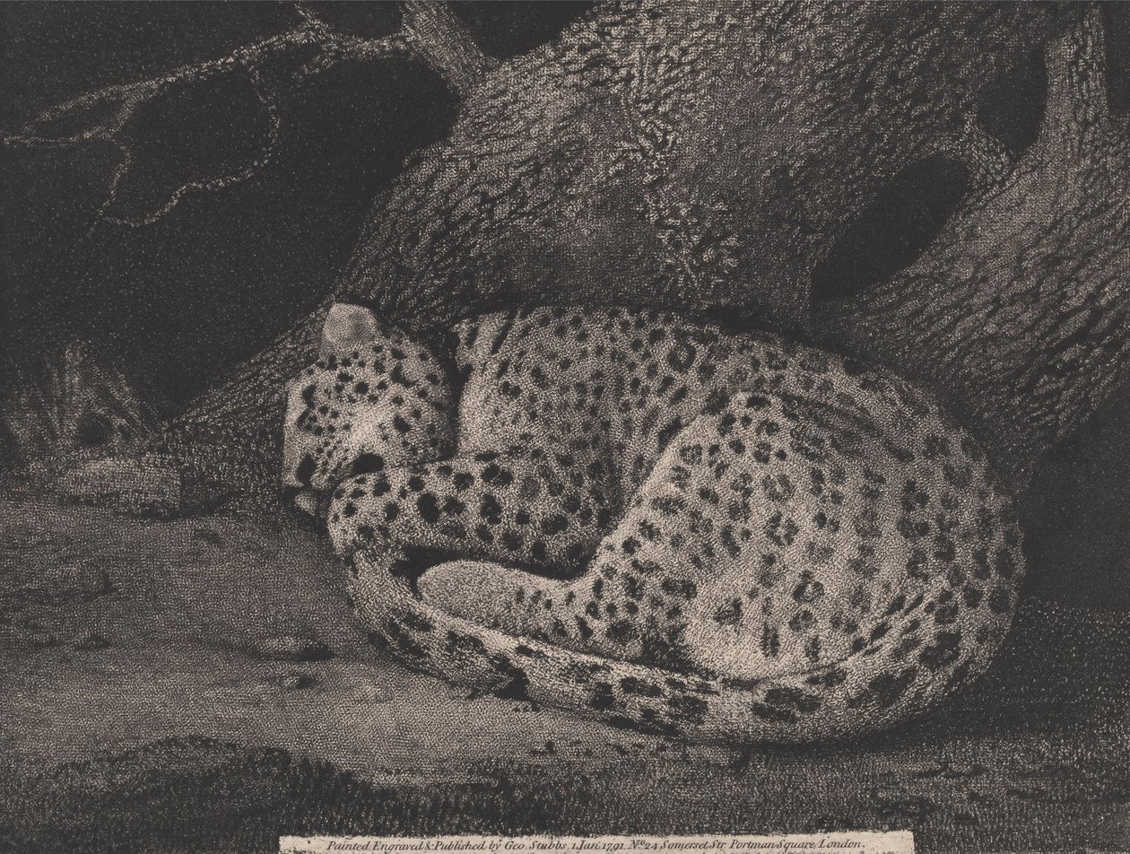 Um leopardo adormecido, gravado pelo artista, pub. 1791 (gravura) de George Stubbs