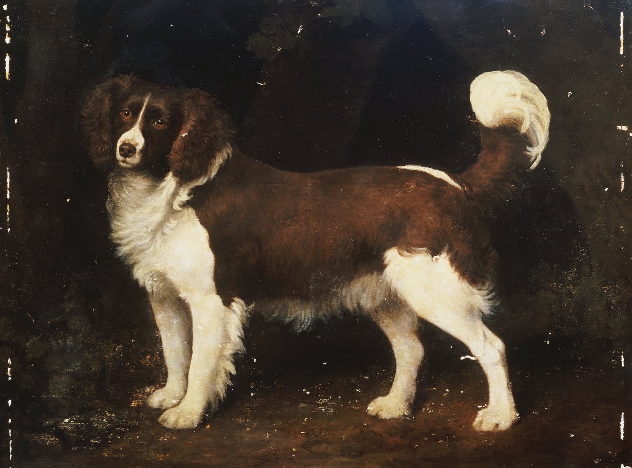 Um Spaniel em uma paisagem, 1784 de George Stubbs