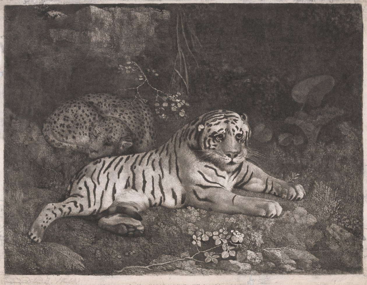 Um Tigre e um Leopardo Adormecido de George Stubbs