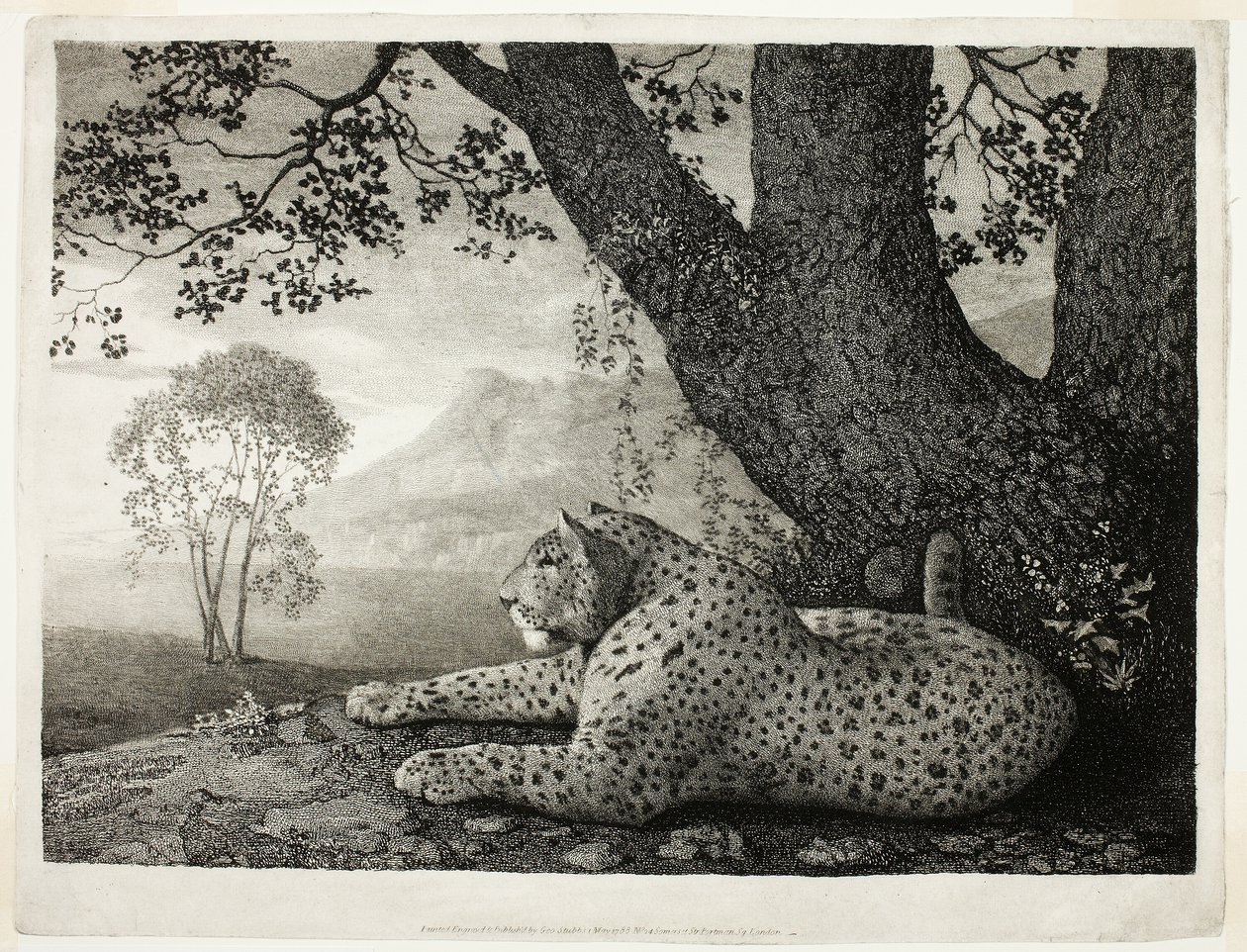 Um tigre (um leopardo reclinado por uma árvore) de George Stubbs
