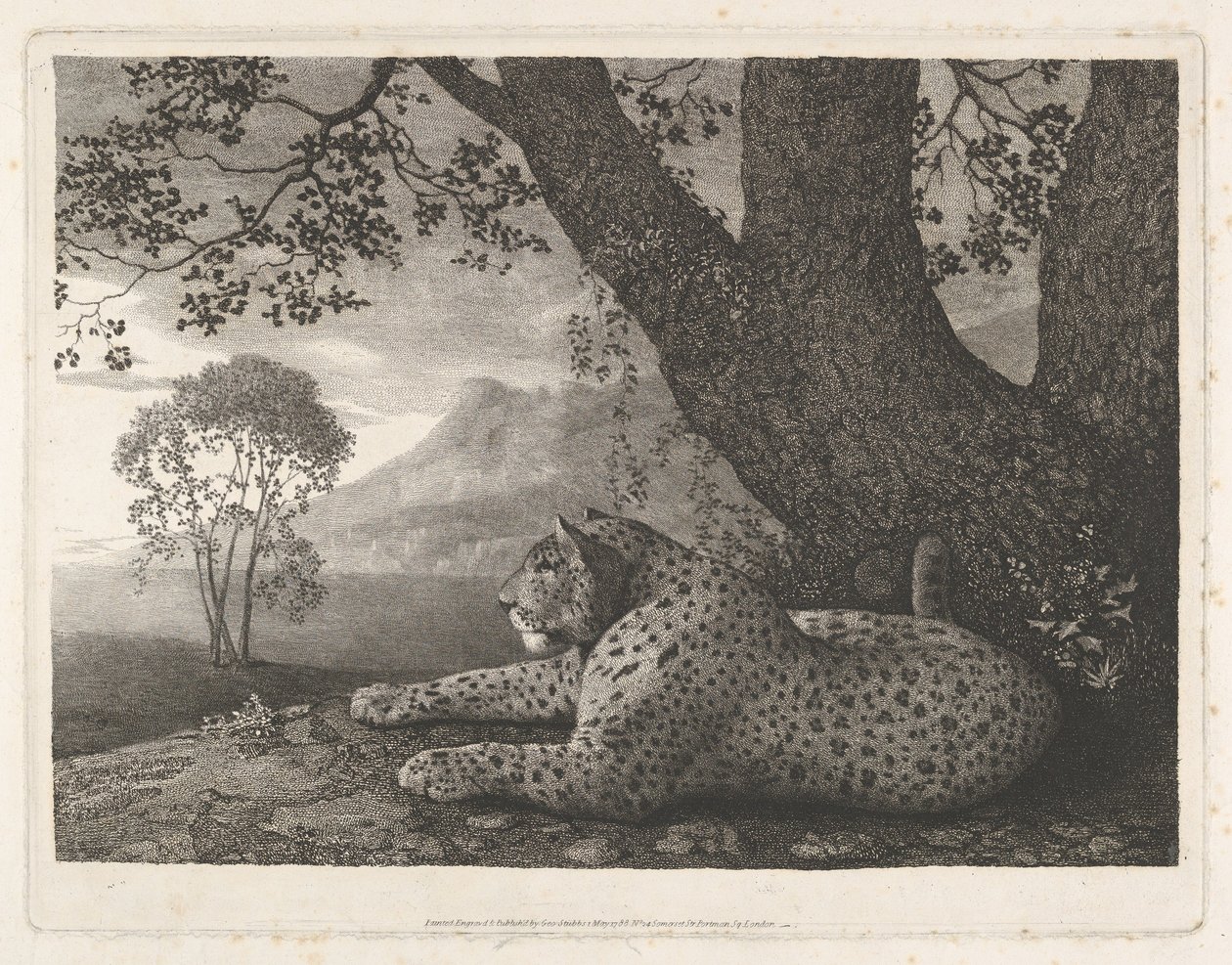 Um tigre (um leopardo deitado junto a uma árvore) de George Stubbs