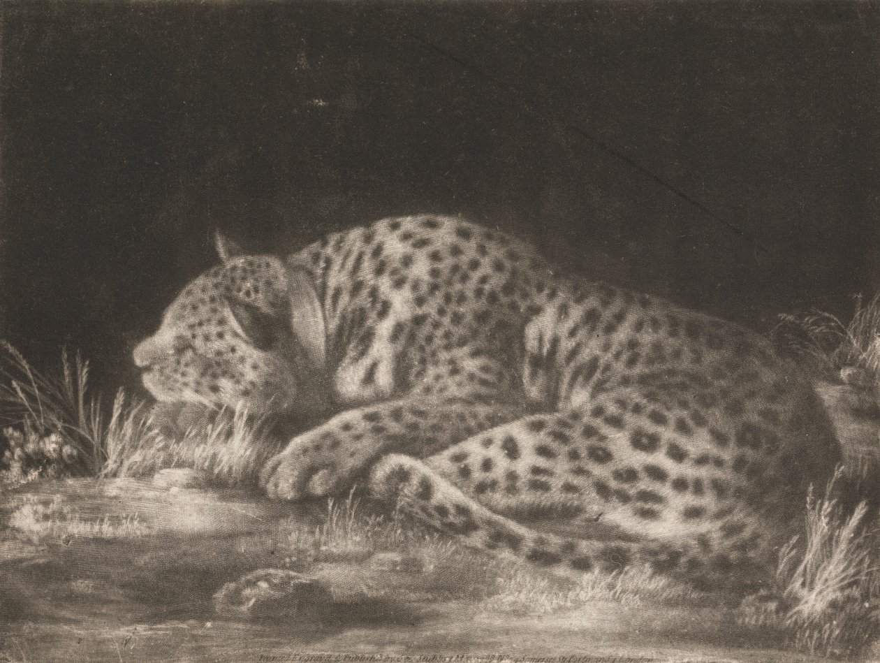 Um Tyger (Leopardo Adormecido) de George Stubbs