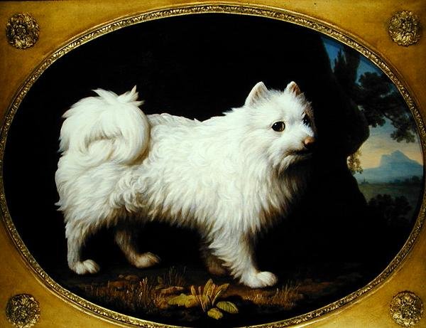Um Spitz Branco, c.1770 (óleo sobre porcelana esmaltada) de George Stubbs