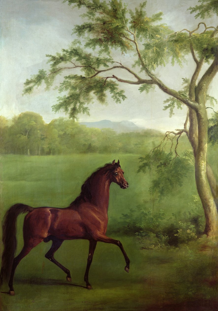 Um garanhão árabe debaixo de uma árvore, c.1761-63 (óleo sobre tela) de George Stubbs