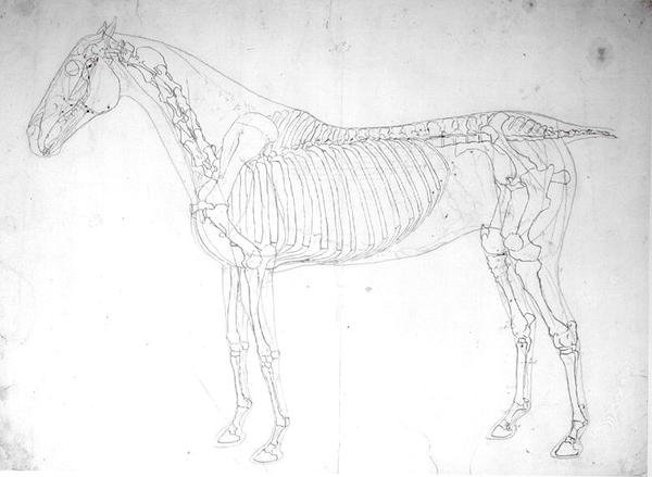 Estudo anatómico de um cavalo (caneta e tinta e lápis sobre papel) de George Stubbs