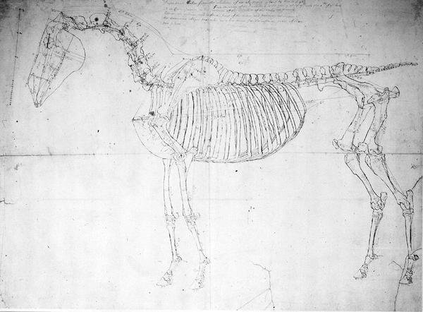 Estudo anatómico de um cavalo (caneta e tinta e lápis sobre papel) de George Stubbs