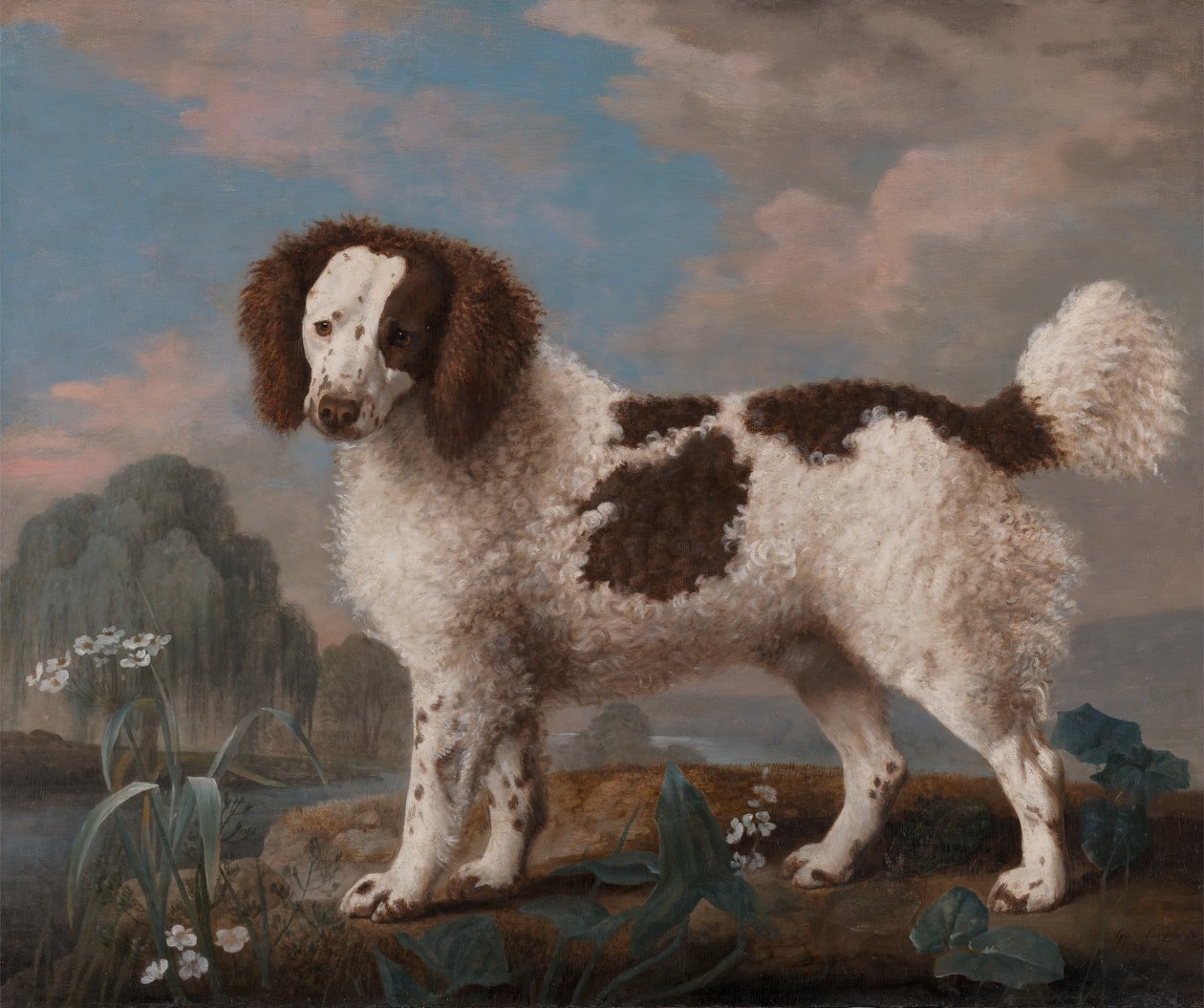 Brown and White Norfolk ou Water Spaniel, 1778. de George Stubbs