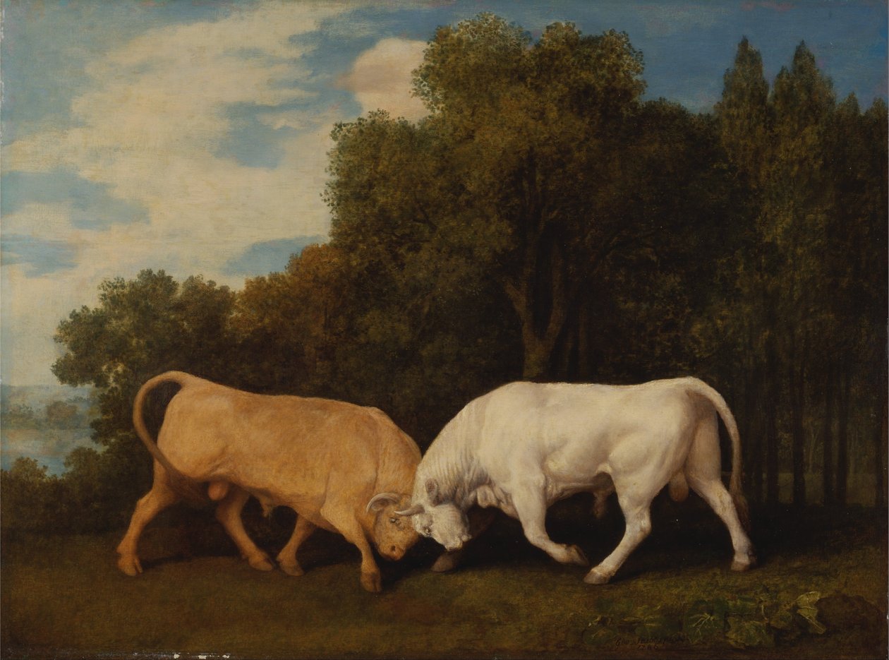 Touros de combate de George Stubbs
