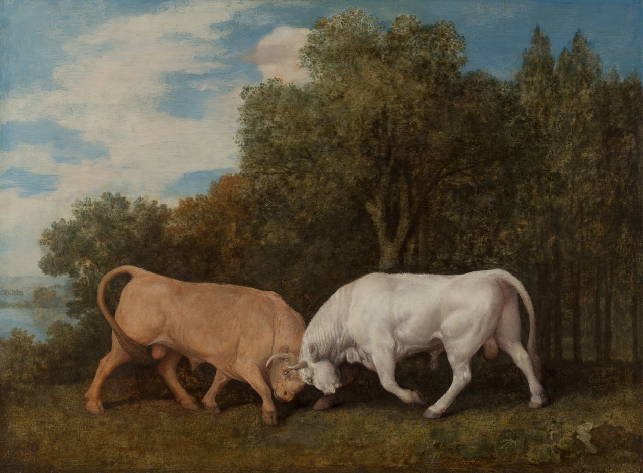 Luta de touros, 1786. de George Stubbs
