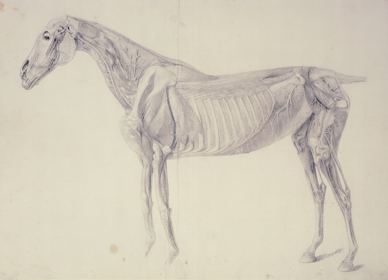 Diagrama da anatomia do cavalo de George Stubbs