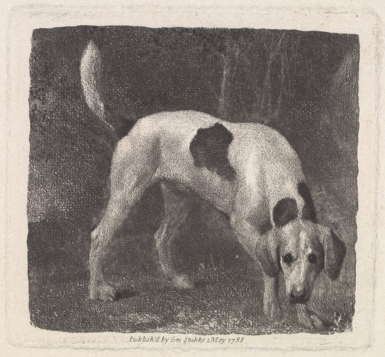 Cão (um Foxhound no perfume) gravado pelo artista, bar. 1788 de George Stubbs