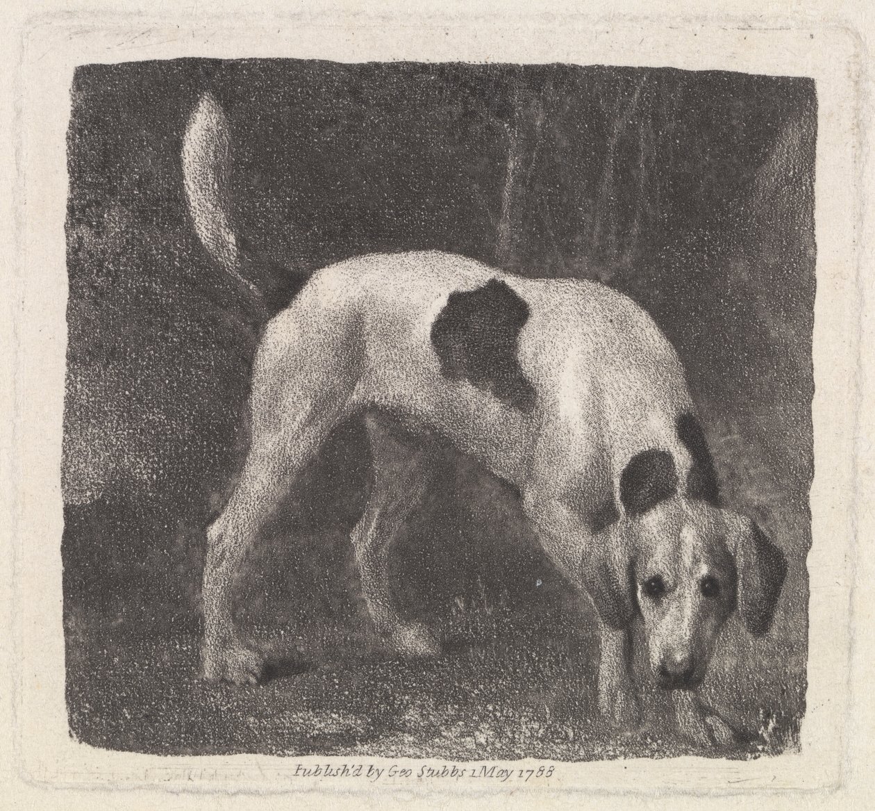 Cão [Um Foxhound em Cheiro] de George Stubbs