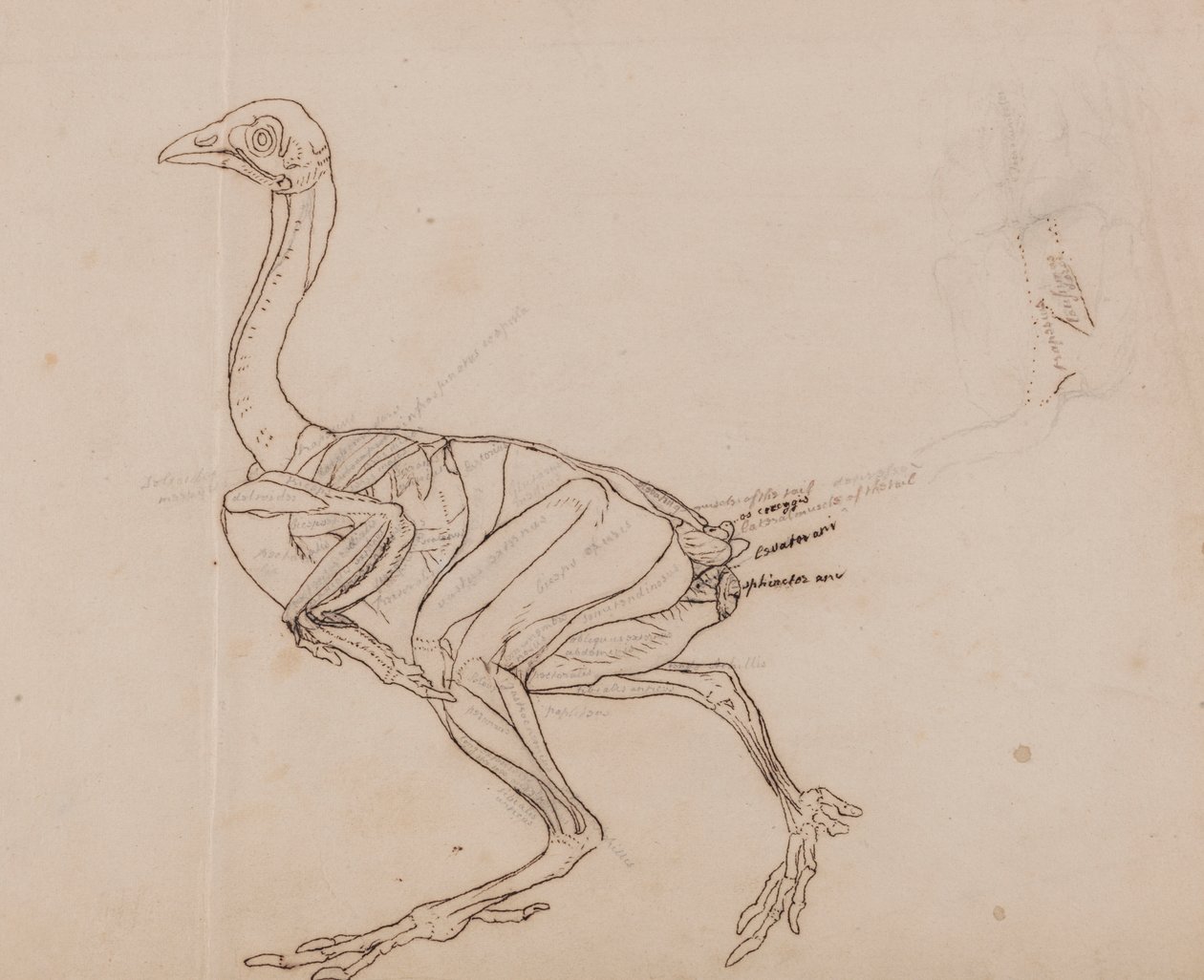 Corpo de Hen Dorking, Vista Lateral (Esboço do desenho dos músculos) de George Stubbs