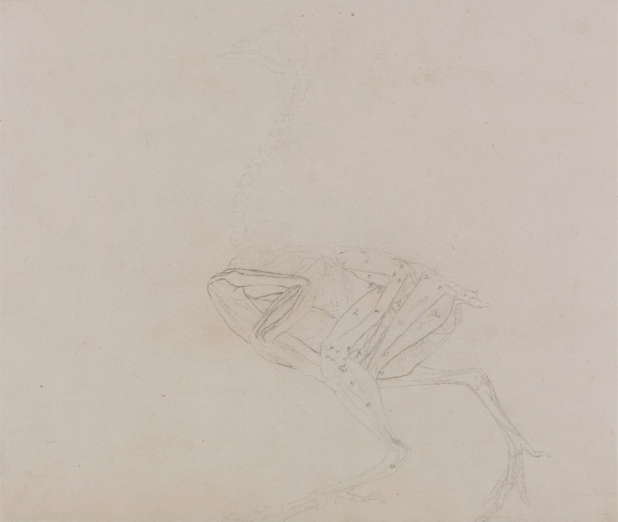 Dorking Hen Body, Lateral View (Estudo dos músculos do corpo e dos membros numa fase posterior da dissecação) de George Stubbs