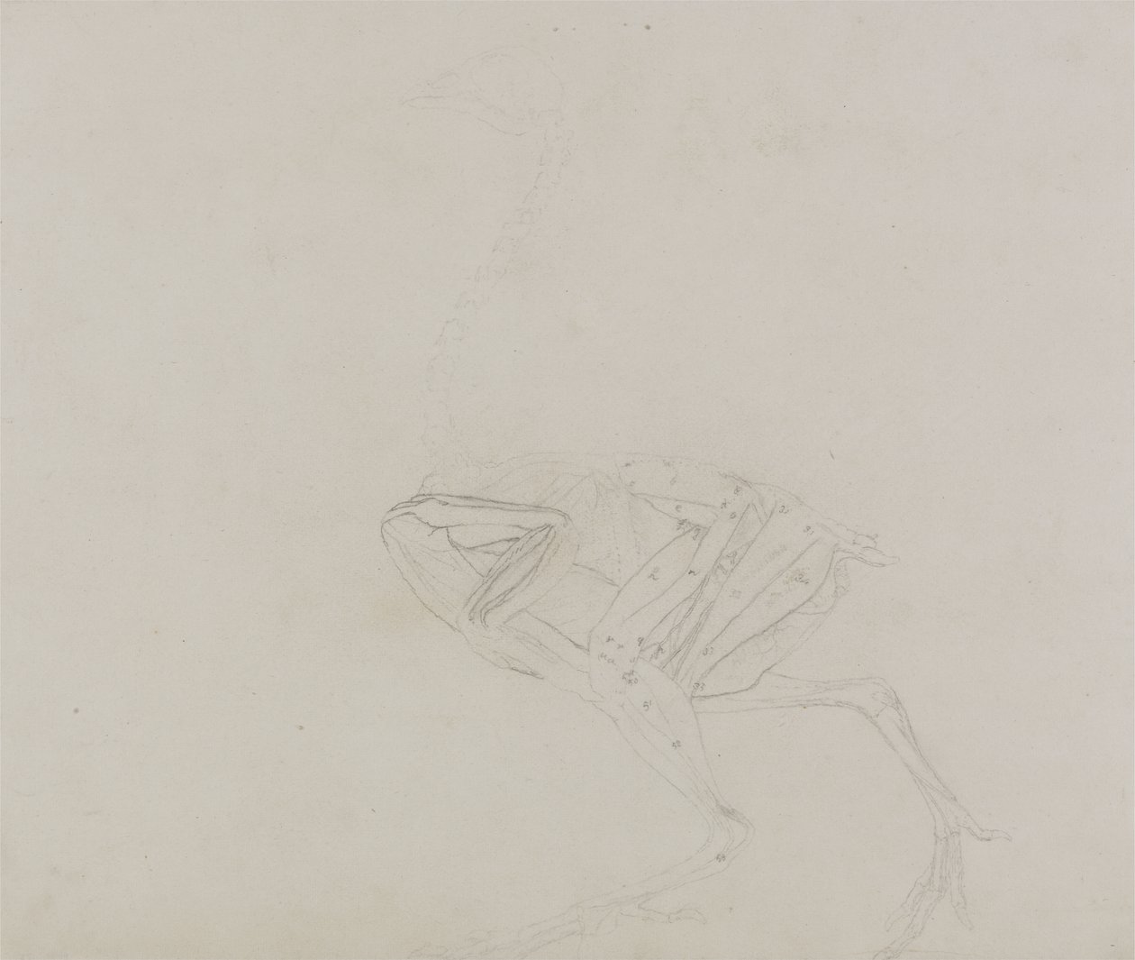 Dorking Hen Body, vista lateral, de uma exposição anatômica comparativa da estrutura do corpo humano com a de um tigre e uma ave comum, 1795-1806 (grafite em papel fino) de George Stubbs