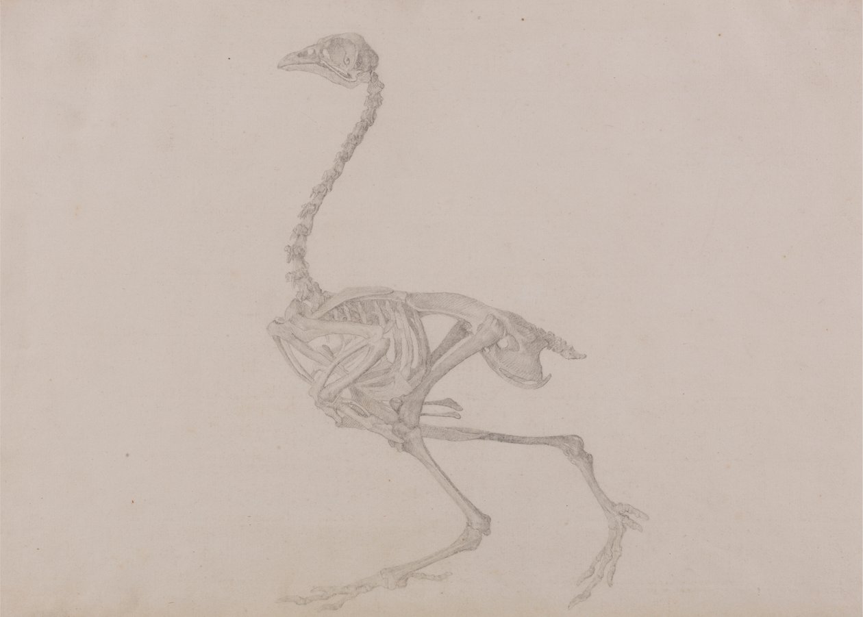 Esqueleto de Hen Dorking, Vista Lateral (Estudo acabado para uma mesa não publicada) de George Stubbs