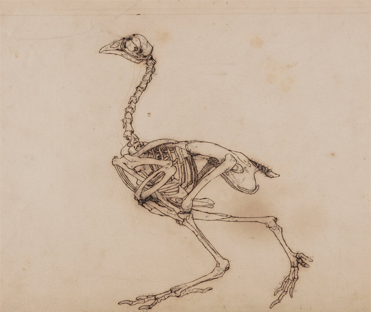 Esqueleto de Hen Dorking, Vista Lateral (Provavelmente preparado para uma figura chave não publicada) de George Stubbs