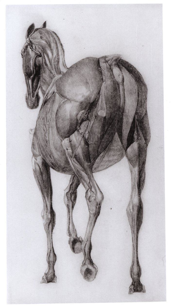 Vista dorsal da estrutura muscular de um cavalo progressivamente dissecado, estudo nº 7 de The Anatomy of the Horse, 1766 de George Stubbs