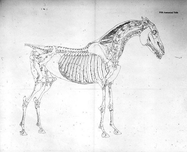 Quinta Mesa Anatómica, de "A Anatomia do Cavalo" (gravura) de George Stubbs