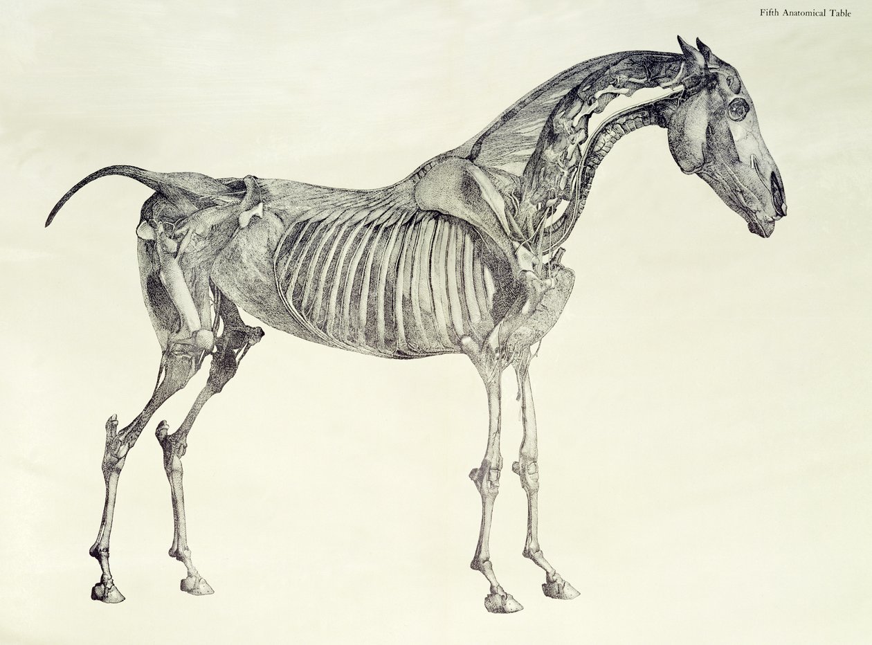 Quinta Tabela Anatômica, da "Anatomia do Cavalo" de George Stubbs