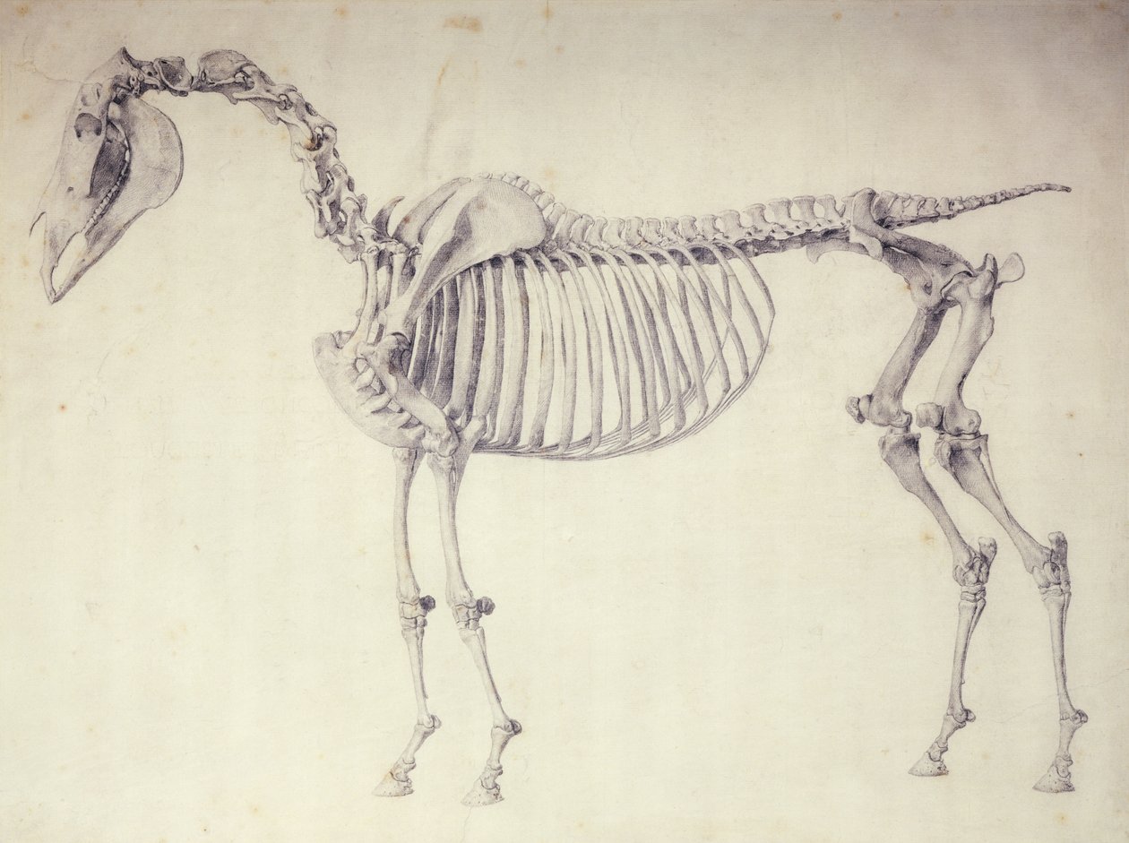 Quinta Tabela Anatômica, da "Anatomia do Cavalo" de George Stubbs