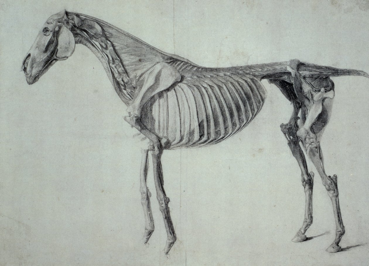 Estudo finalizado para a quinta tabela anatômica de um cavalo (grafite sobre papel) de George Stubbs