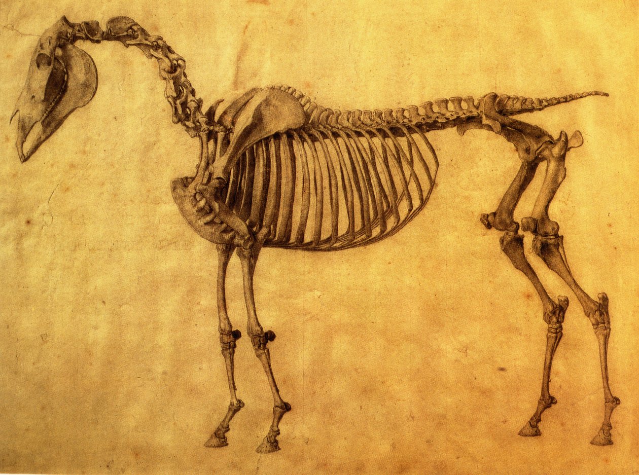 Estudo terminado para a primeira mesa esquelética de um cavalo, c. 1766 (grafite no papel) de George Stubbs