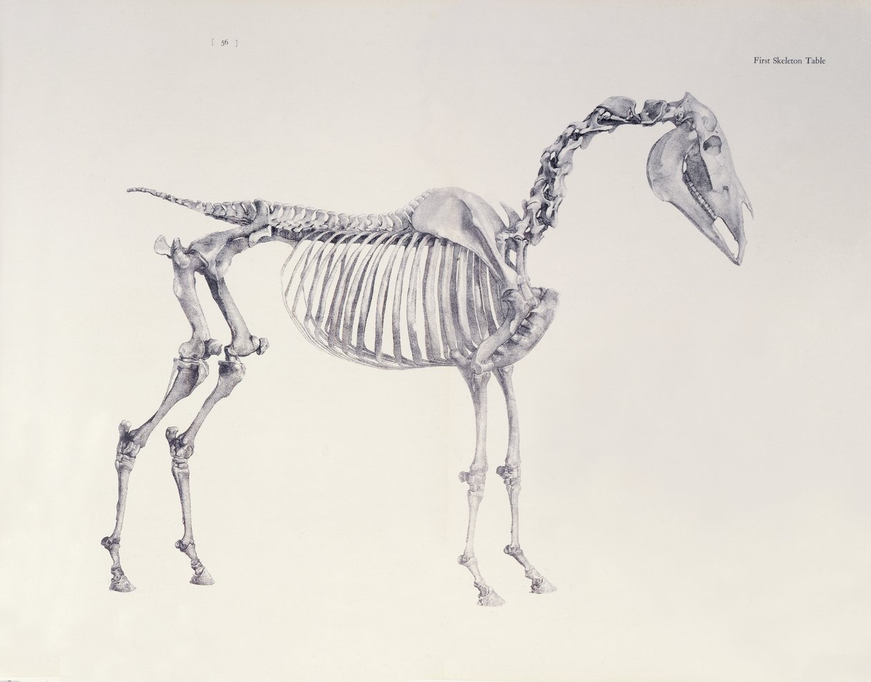 Primeira tabela de esqueleto, da "anatomia do cavalo" de George Stubbs