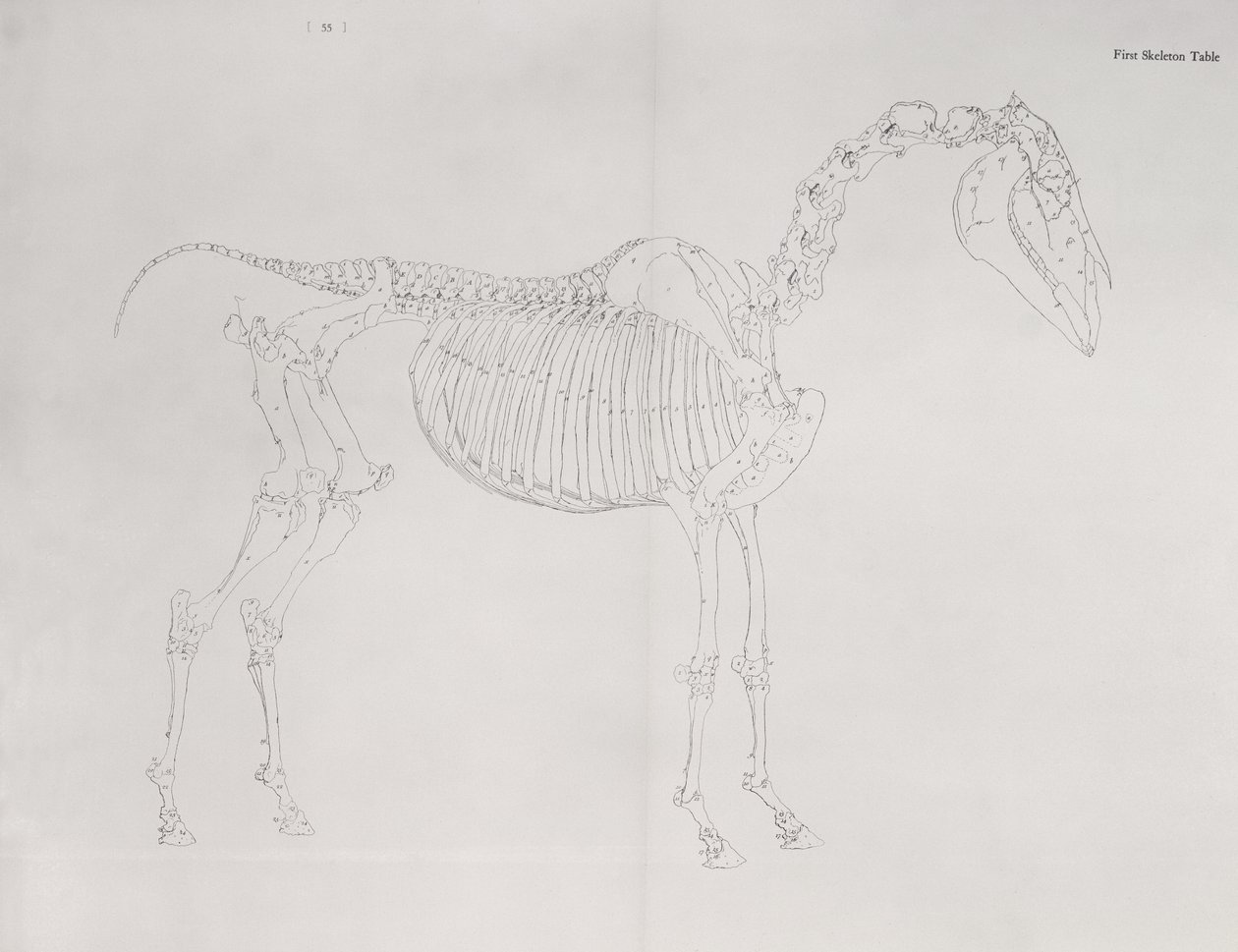 Primeira tabela de esqueleto, da "anatomia do cavalo" de George Stubbs