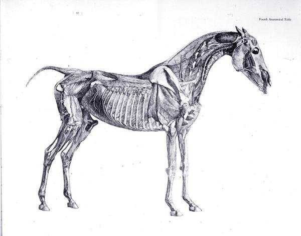 Quarta Mesa Anatômica, de "A Anatomia do Cavalo" (gravura) de George Stubbs