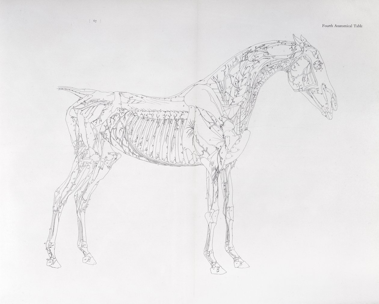 Quarta Tabela Anatômica, da "Anatomia do Cavalo" de George Stubbs