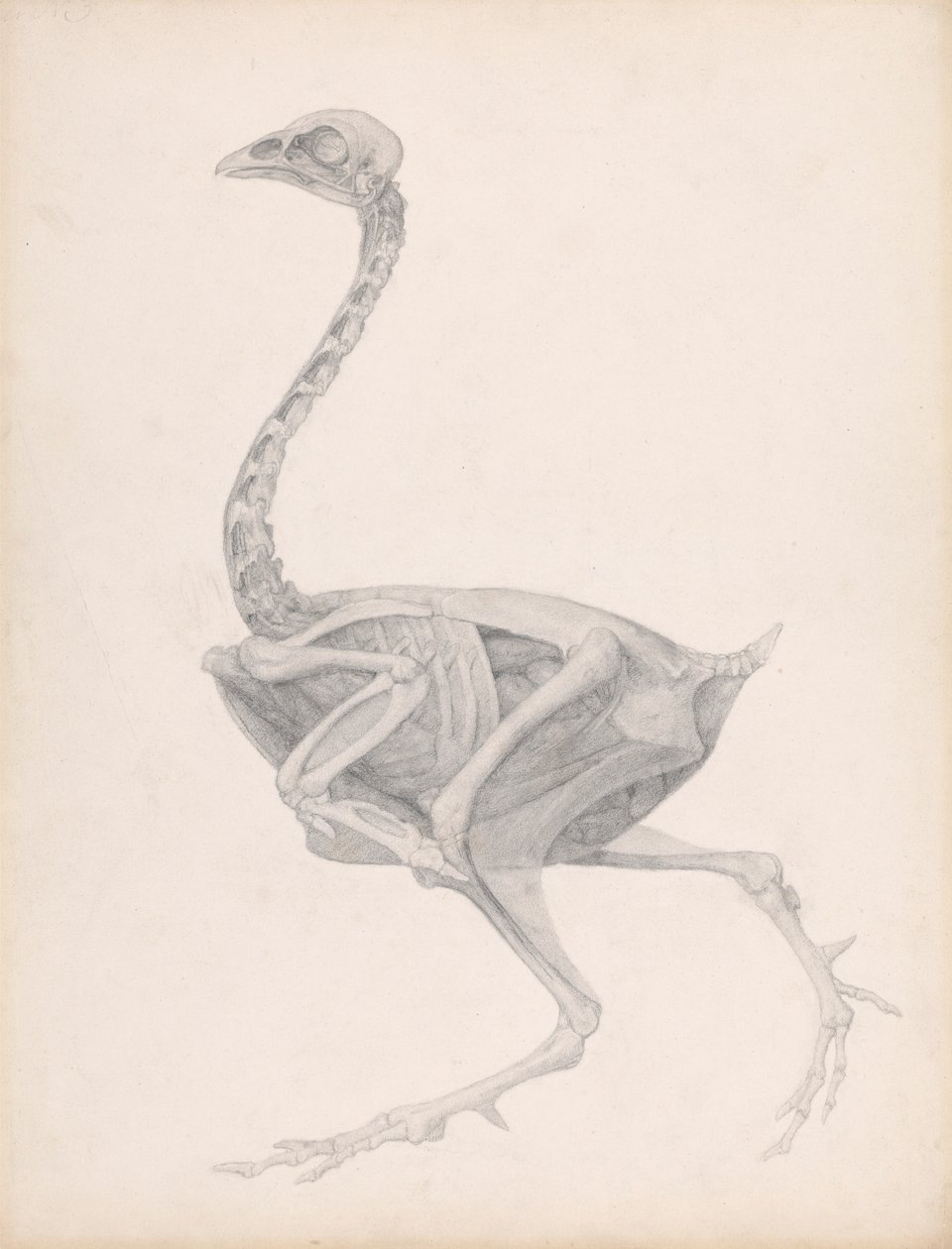 Fowl Body, Lateral View (Estudo de Alta Acabamento para uma Mesa Não Publicada; Mostra a Última Etapa da Dissecação) de George Stubbs
