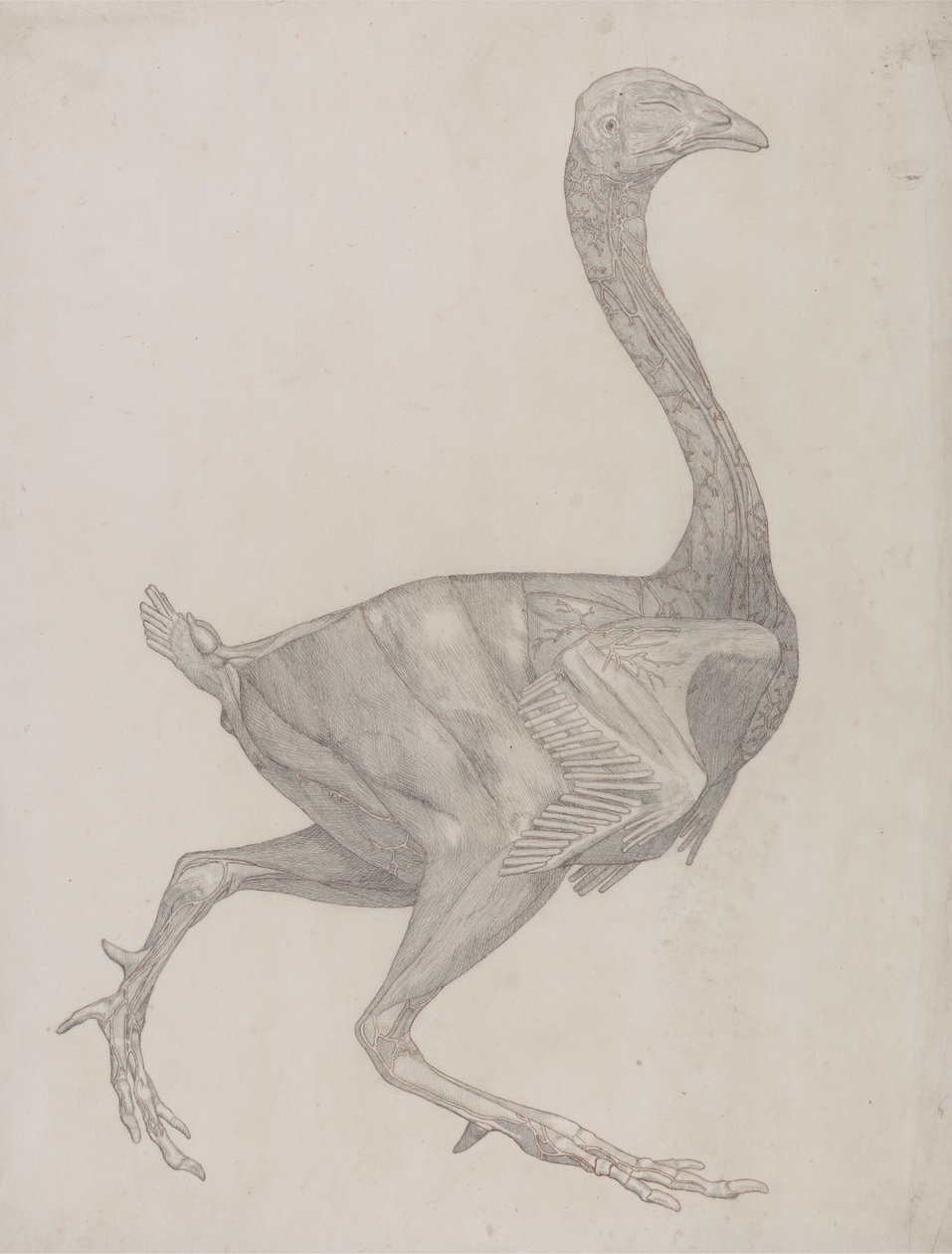 Corpo de ave, Vista Lateral (Provavelmente Preparado para Transferência para a Placa para Gravação da Tabela XV) de George Stubbs