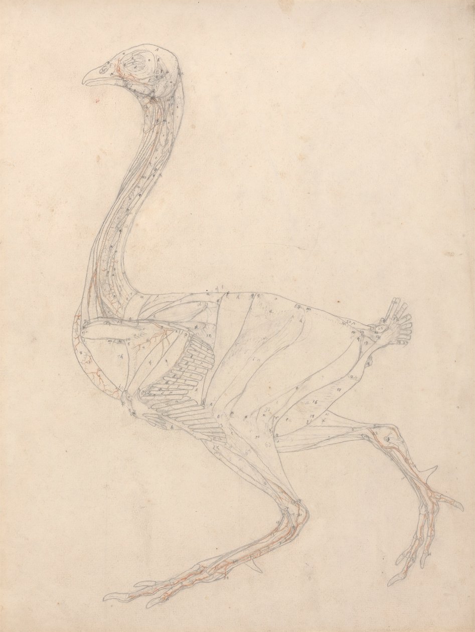 Corpo de galinha, Vista Lateral (Estudo para o índice da Tabela XV) de George Stubbs