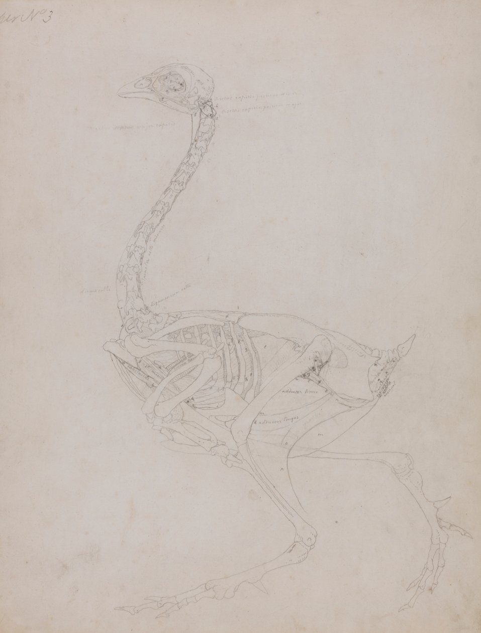 Corpo de ave, Vista Lateral de George Stubbs