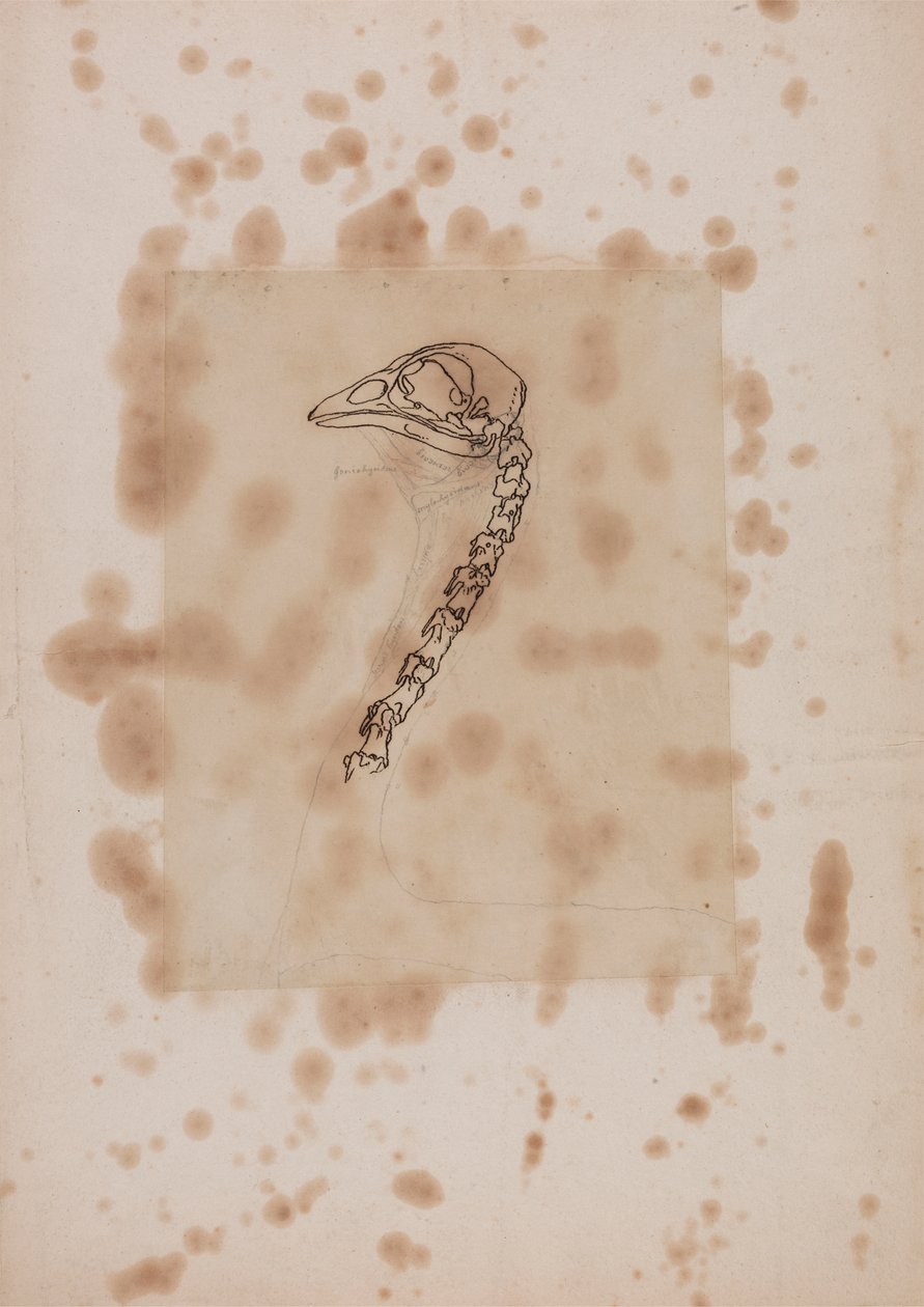 Cabeça e pescoço de galinha, vista lateral de George Stubbs