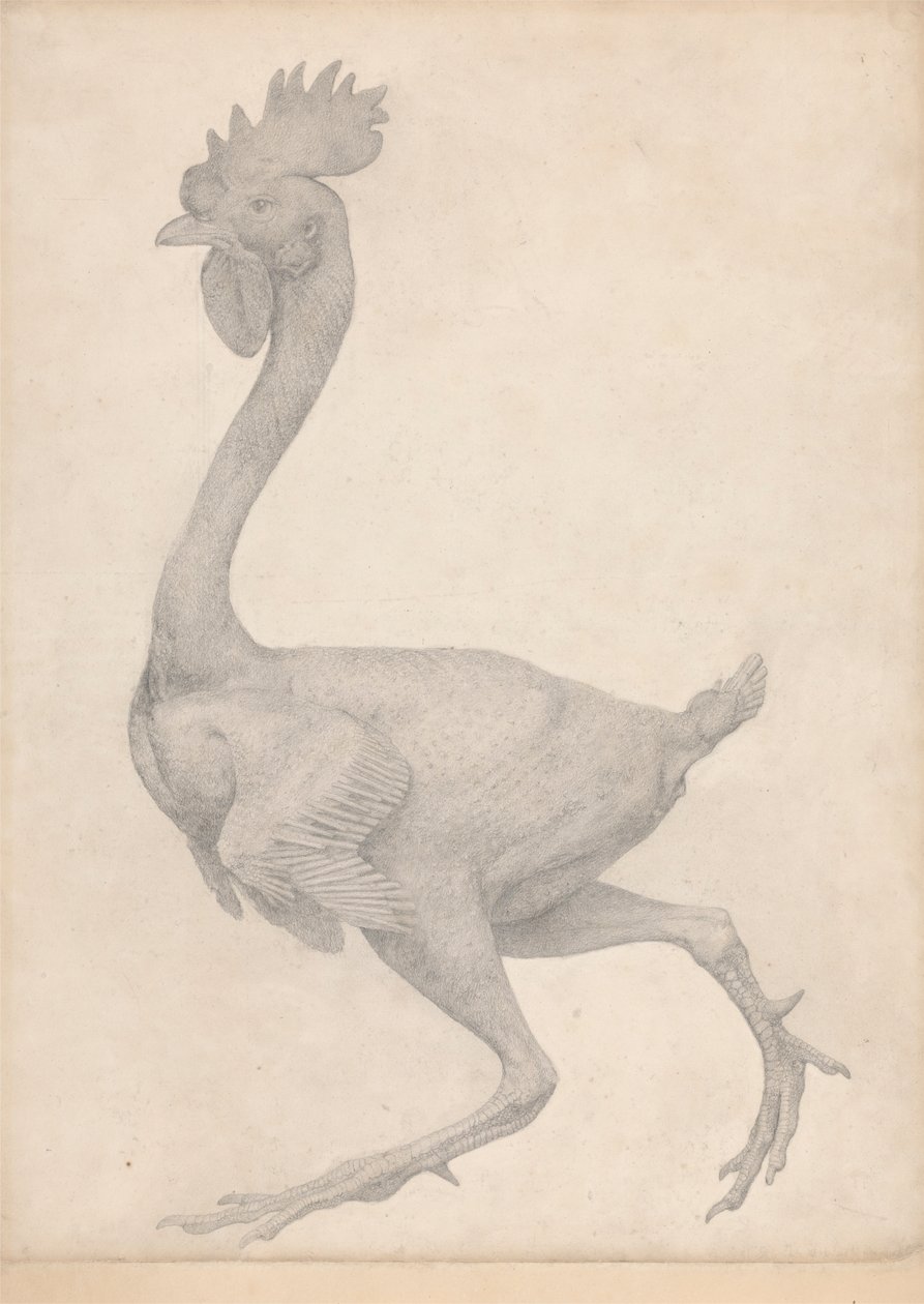 Ave, Vista Lateral com a Maioria das Penas Removidas (Estudo Acabado para a Mesa X) de George Stubbs