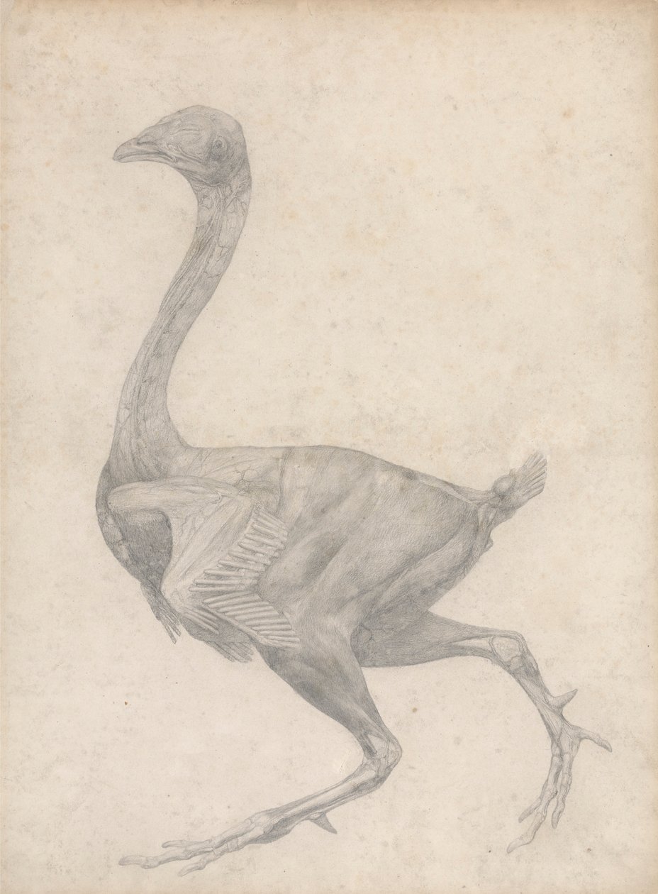 Aves, Vista Lateral, com a pele e camadas faciais subjacentes removidas (Estudo Acabado para a Tabela XV) de George Stubbs