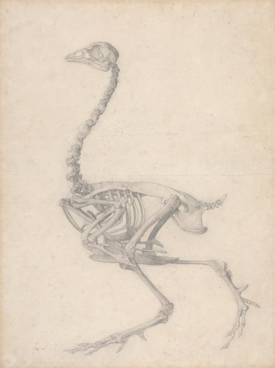 Esqueleto de galinha, Vista Lateral (Estudo Acabado para a Tabela V) de George Stubbs