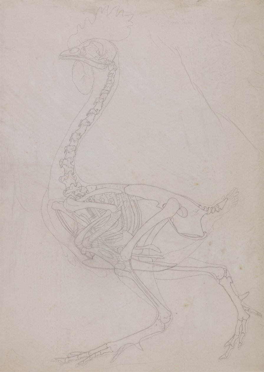Esqueleto de aves, Vista Lateral (Esboço do desenho) de George Stubbs