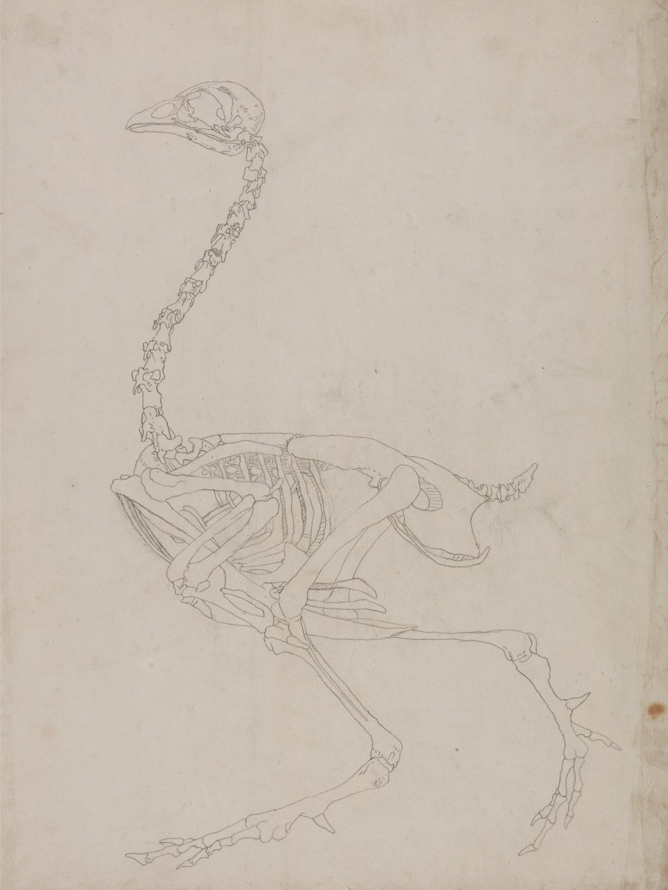Esqueleto de galinha, Vista Lateral (Esboço do esqueleto) de George Stubbs