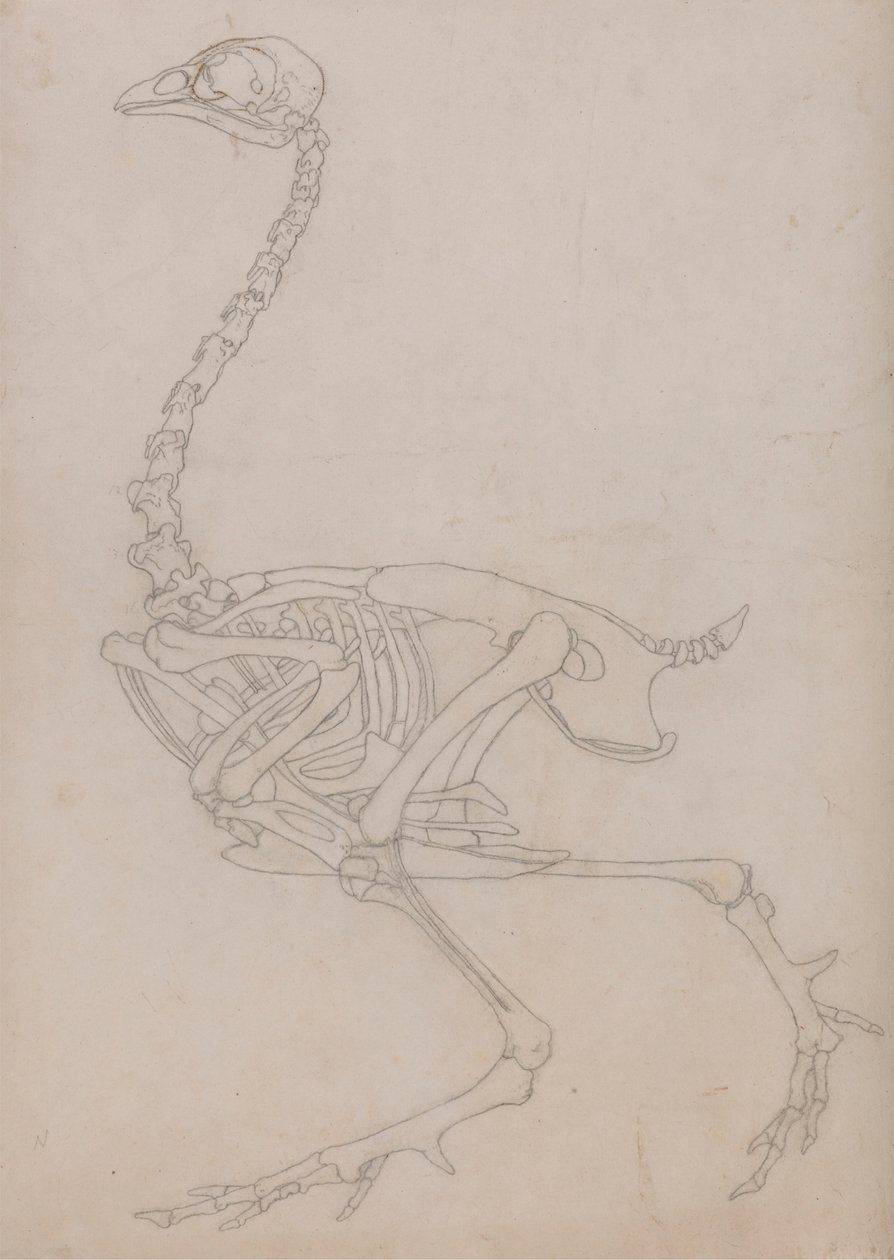 Esqueleto de galinha, Vista Lateral (Esboço do esqueleto preparado para o figura chave da Tabela V) de George Stubbs
